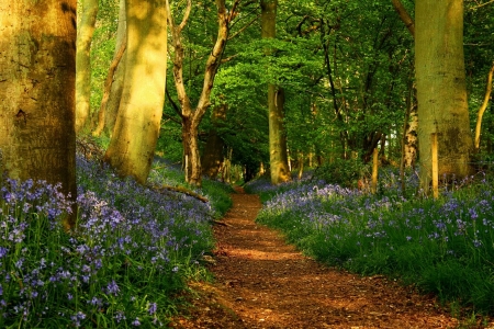 A lane - beauty, trees, light, path, nature, wild, green, flowers, grass