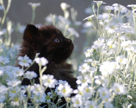 Garden Kitty - fluffy, animal, summer, field, flowers, grass, black, kitten