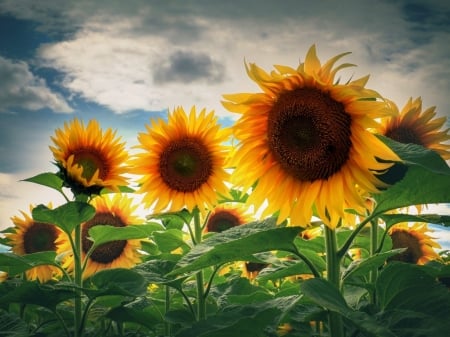 Summer Flowers - flowers, summer, sunflowers, nature