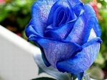 Rare Beautiful Blue Rose