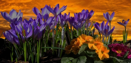 Crocus at Sunset - primrose, sky, crocus, sunset, spring, crocuses, pretty, clouds, flowers