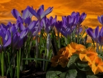 Crocus at Sunset