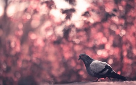 Dove - bird, pink, bokeh, dove, pigeon