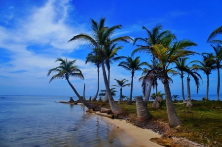 Beach Island - beach, palms, sea, island