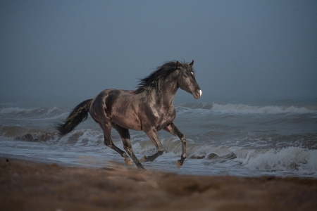 ღ❤ღ - sea, friend, horse, animals