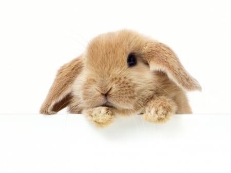 Bunny - easter, bunny, white, rabbit, rodent, iepure, card, animal, cute