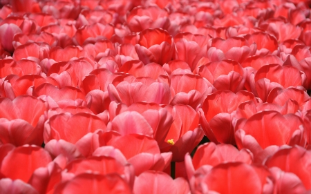 Tulips - red, flower, tulip, spring, texture, skin