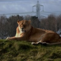 Peaceful Lioness