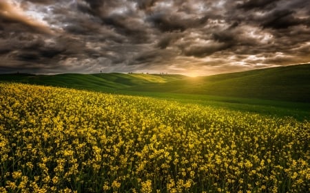 Summer Field - clouds, rapeseed, sunset, nature, rays, summer, field, sky