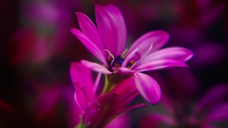 Purple - nature, purple, flower, pink