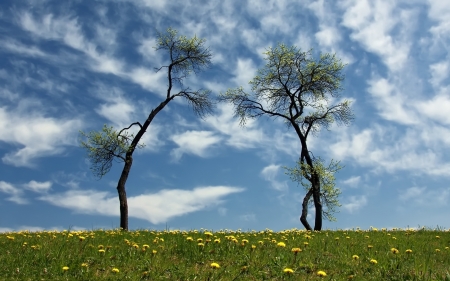 Beautiful Nature - flowers, clouds, trees, nature, yellow, green, grass, sky