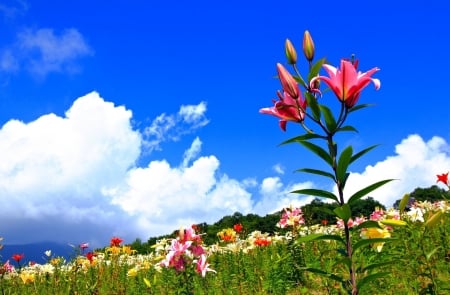 Lilies and blue Sky - Lilies, Nature, Flowers, Sky