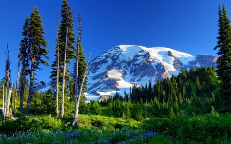 Mountain beauty - beauty, sky, trees, landscape, mountain, meadow, summer, snowy, grass, wildflowers