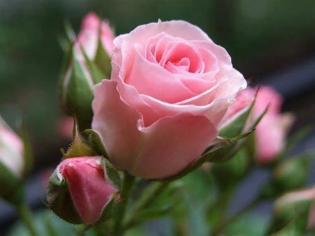 Pink Rose and Buds - nature, buds, roses, pink, flowers