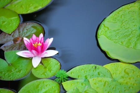 Water lily - lake, water, summer, spring, lily, beautiful, leaves, pond, flower