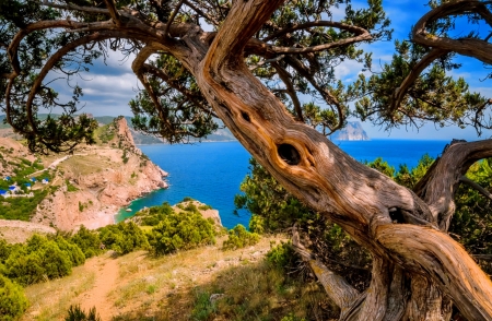 Beautiful sea view - branches, coast, beautiful, sea, tree, view, plants, lake, houses, rocks