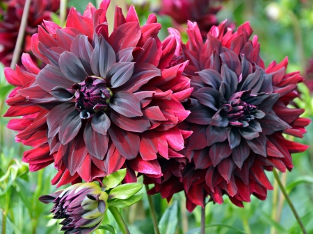 Flowers - flowers, garden, red, beautiful