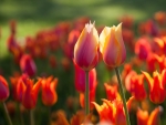 Tulips