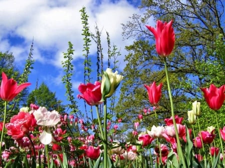 Spring Colors - blossoms, garden, tulips, petals, clouds