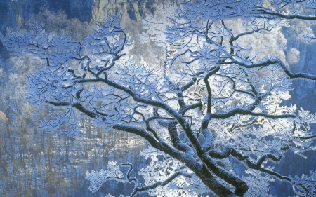 Winter - branch, winter, blue, jura, snow, tree, white, texture, france