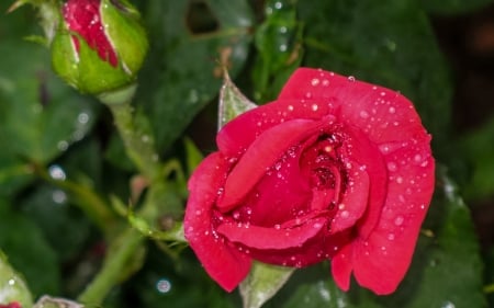 Rose - red, flower, rose, water drops, bud, green