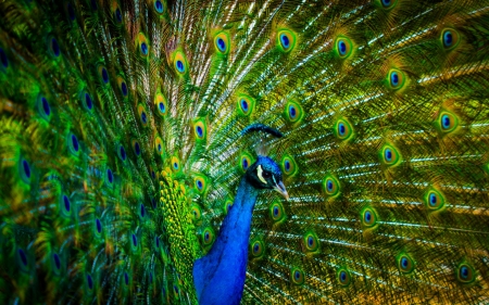 Peacock - peacock, blue, feather, green, bird