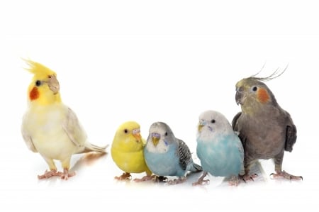 Parrots - bird, white, yellow, blue, cute, parrot