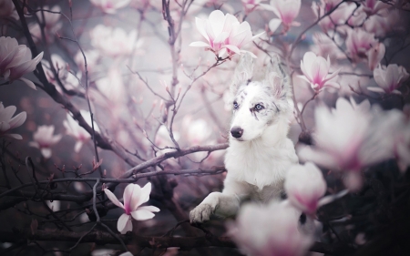 Spring - branch, dog, spring, flower, pink, magnolia, white, animal, australian shepherd, cute, caine