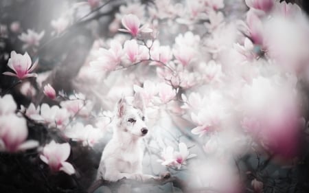 Spring - white, caine, australian shepherd, pink, dog, animal, magnolia, spring