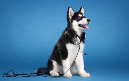 Husky - black, husky, headphones, animal, blue, dog, caine, puppy