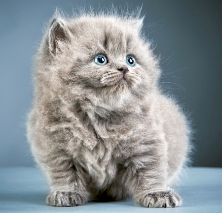 Kitten - fluffy, cat, pisica, kitten, grey, blue, animal, sweet, cute