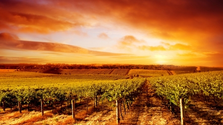 Sunrise Field - sky, crops, grapes, firerfox persona theme, field, sunset, sunrise, berries