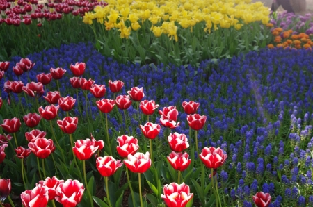 Keukenhof Garden, Netherlands - blossoms, tulips, spring, hyacinths, colors