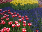 Keukenhof Garden, Netherlands