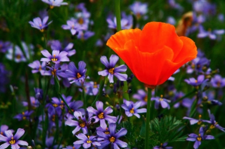 Poppy - blossoms, petals, blue, orange, summer, flowers, garden