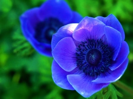 Blue Anemone - plant, blossoms, garden, petals