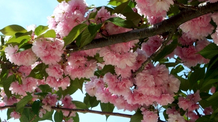 Cherry Blossoms - petals, leaves, tree, twigs, spring