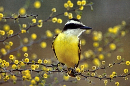 Great Kiskadee FC - wildlife, wide screen, animal, bird, beautiful, photo, avian, kiskadee, photography