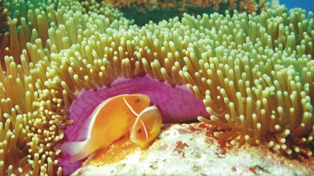 Pink Skunk Clown Fish  - wide screen, seascape, beautiful, photo, photography, nature