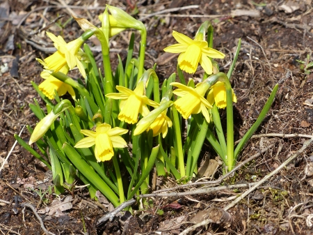 Daffodil - flowers, yellow, garden, green, spring, daffodil