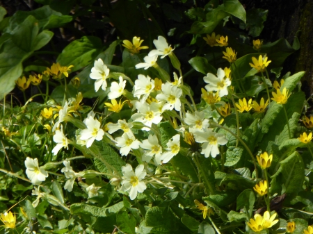 Wild flowers by a brook. - nature, flowers, spring, wild