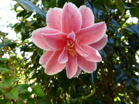 Camelia Blossom. - Camelia, Pink, Flower, Spring