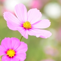 Cosmea floral bloom