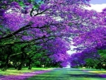 Purple Road