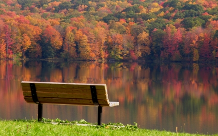 Lake shore - Trees, Forest, Water, Bench