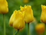 Yellow Tulips