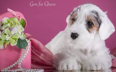 Sealyham Terrier - Sealyham Terrier, dog, flower, pink, jewel, white, green, cute, caine, box, puppy