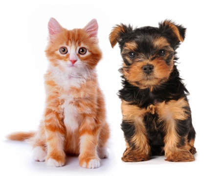 Kitten and puppy - couple, cat, puppy, black, pisica, kitten, ginger, caine, white, dog, card, animal, orange, sweet, cute, yorkshire terrier