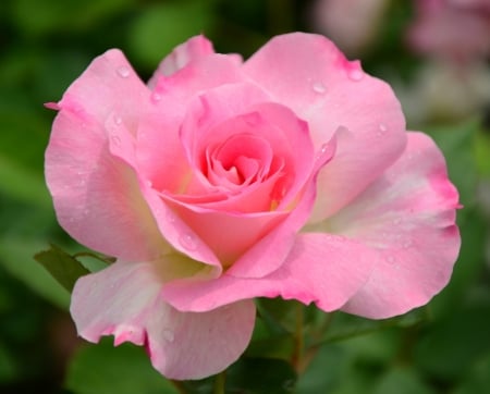 Pink Rose - beautiful, flower, pink, rose