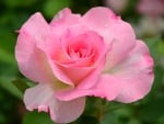 Pink Rose